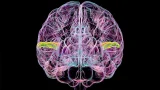 ilustración de un cerebro