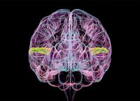 ilustración de un cerebro