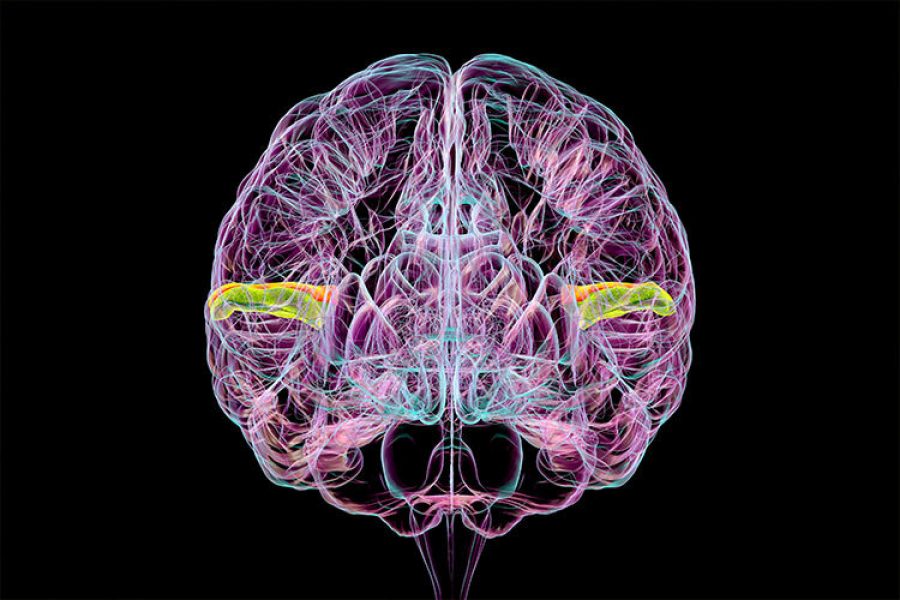 ilustración de un cerebro