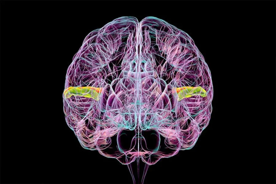 ilustración de un cerebro