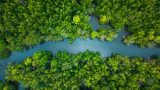 fotografía de toma aérea de un manglar