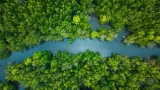 fotografía de toma aérea de un manglar