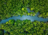 fotografía de toma aérea de un manglar