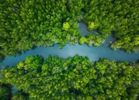 fotografía de toma aérea de un manglar