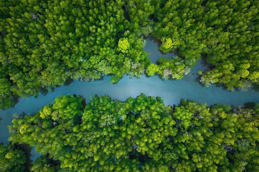 fotografía de toma aérea de un manglar