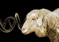 animales transgénicos