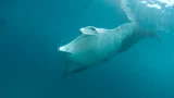 nueva especie de mantarraya
