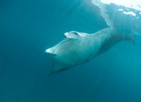 nueva especie de mantarraya