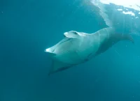 nueva especie de mantarraya