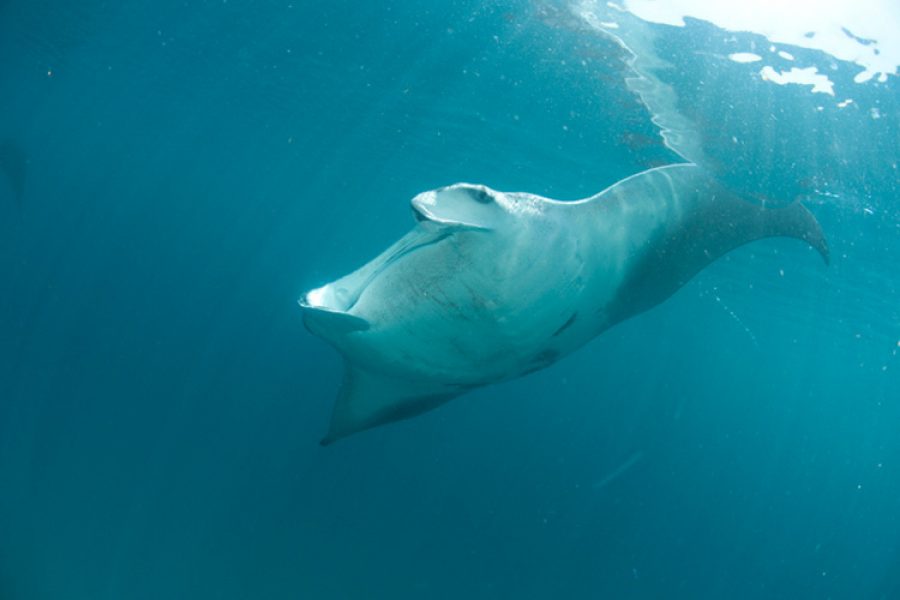 nueva especie de mantarraya
