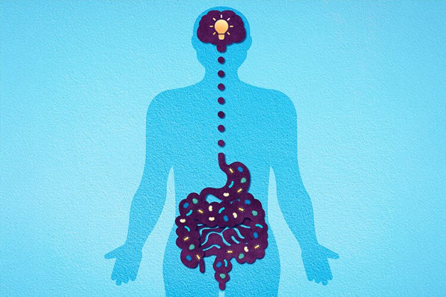 Relación entre microbiota intestinal y salud mental .