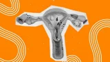 ilustración del aparato reproductivo femenino interno