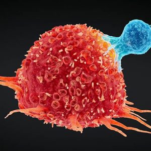 Imagen de célula cancerígena atacada por célula T humana