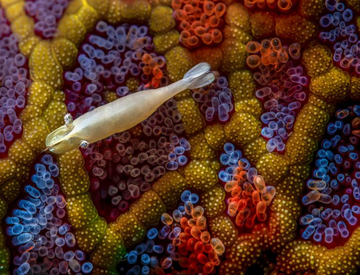un camarón flota sobre una estrella de mar, cuya coloración y diseño recuerdan los mosaicos