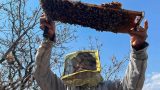imagen de un apicultor