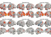 resonancia magnética que representa cómo se estimula el cerebro respecto al amor