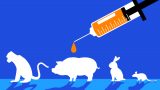experimentos animales