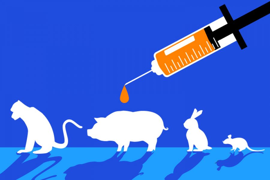 experimentos animales