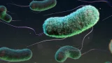 bacterias