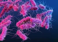 Ilustración de la bacteria Enterobacteriaceae. Las bacterias tienen forma de bastoncillos rosas con múltiples flagelos pilosos que les sirven para moverse. La familia Enterobacteriaceae contiene más de un centenar de especies, entre ellas Shigella, Klebsiella, Salmonella y Escherichia coli, y puede encontrarse en las vísceras de los animales, el agua y el suelo. Algunas Enterobacteriaceae son parásitos de animales y plantas.