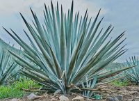 penca de agave