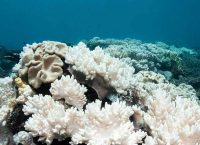 Arrecifes impactados por el blanqueamiento del coral