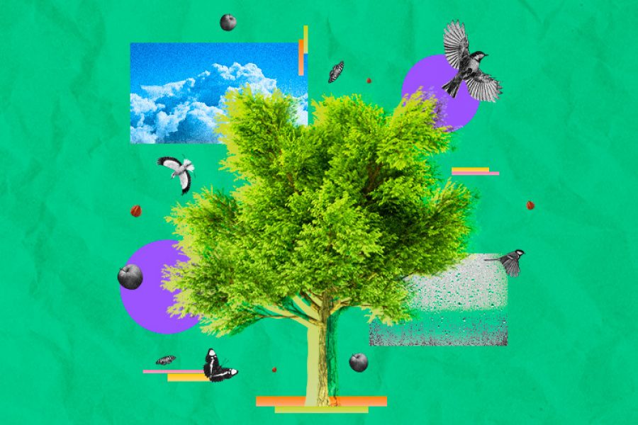 imagen de un árbol