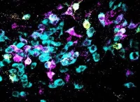 Neuronas de ratón vistas bajo el microscopio