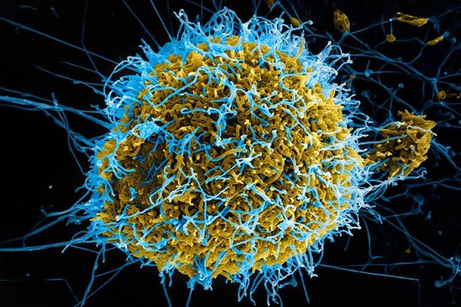 Personal médico y equipos de respuesta sanitaria atienden el brote de ébola en África central tras la alerta internacional emitida por la OMS.