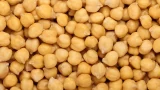 El equipo busca integrar los beneficios nutricionales de los garbanzos biofortificados en productos alimenticios cotidianos como snacks y tortillas. (Foto: Getty Images)