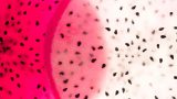 acercamiento de las semillas de pitaya
