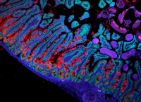 intestino delgado atlas celulas