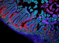 intestino delgado atlas celulas