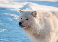 foto de un lobo blanco