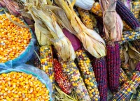 Maiz y mazorcas de colores