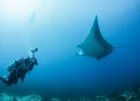 imagen de un hombre tomandole foto a una mantarraya