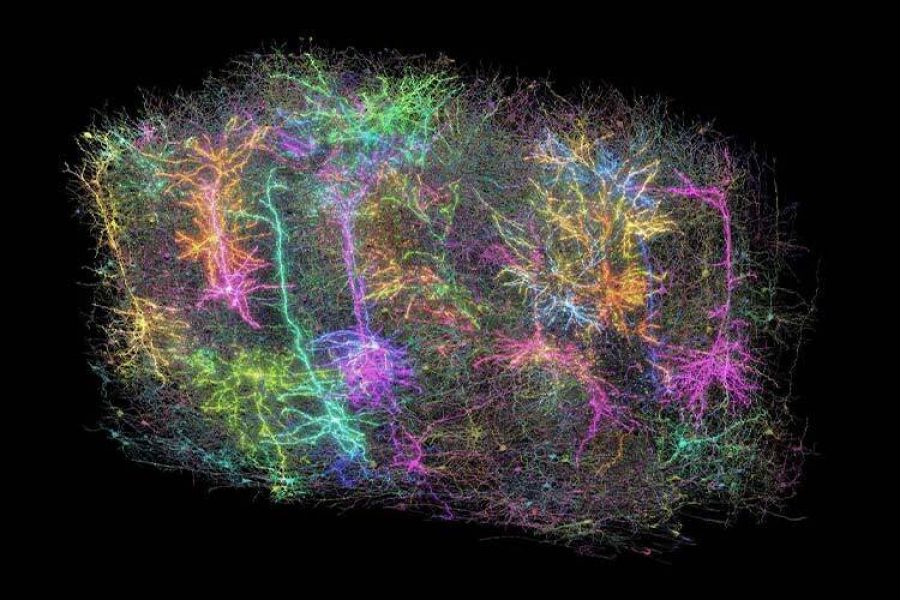 mapeo de cableado cerebral