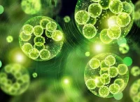 Microalgas en la industria cosmética