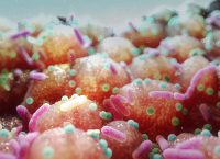 Foto arte de la microbiota intestinal