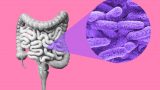 En la imagen se ven los intestinos humanos y un acercamiento a la microbiota
