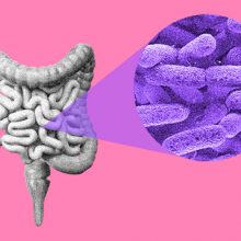 En la imagen se ven los intestinos humanos y un acercamiento a la microbiota