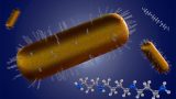 se ven cadenas nanoparticulares del oro en azul y la plata en blanco alrededor de células cardiacas