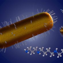se ven cadenas nanoparticulares del oro en azul y la plata en blanco alrededor de células cardiacas