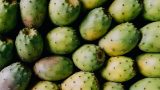 acercamiento de varias tunas