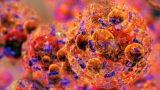 En la imagen acercamiento microscópico de las células adipositos