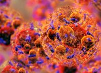 En la imagen acercamiento microscópico de las células adipositos