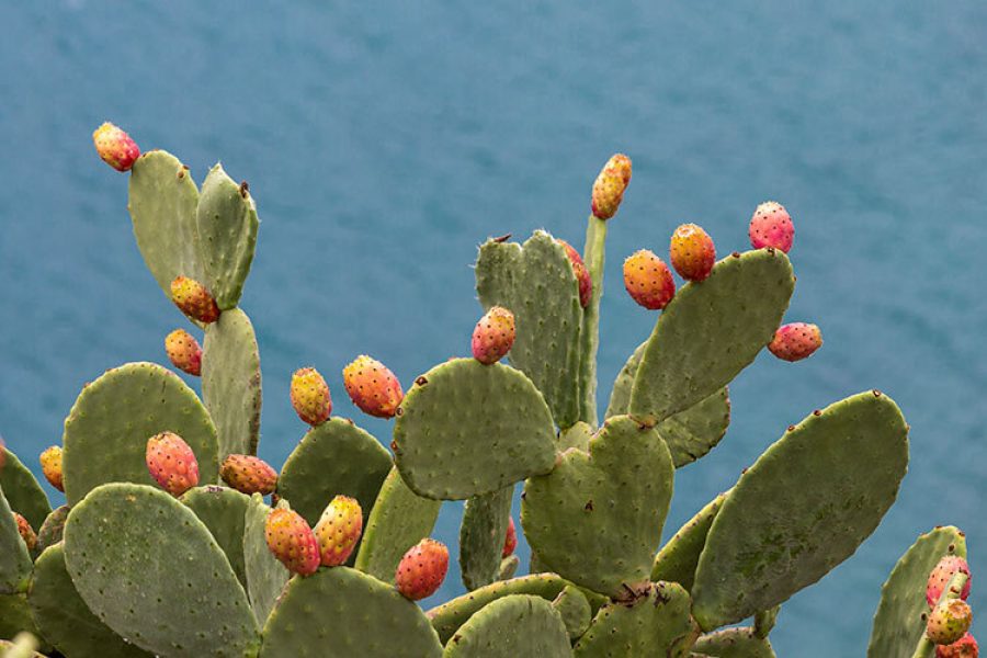 Fotografía de un nopal con tunas