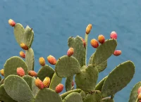 Fotografía de un nopal con tunas