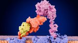 ilustración de proteínas en las neuronas