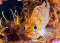 Los peces de roca (Sebastidae) nadando en el océano